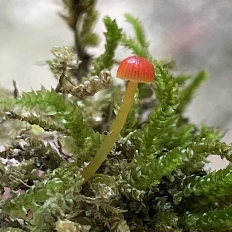 Mycena acicula at Indiana Fungi